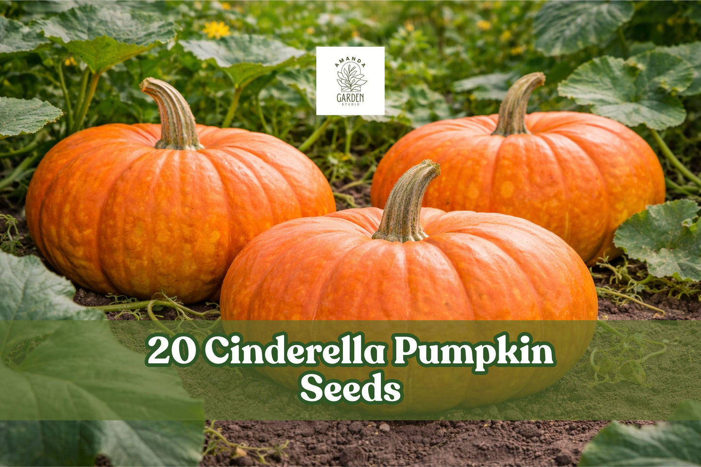 20 Cinderella Pumpkin Seeds – Heirloom Cucurbita maxima, Orange-Red, Garden Vegetable, Fall Harvest, Full Sun, Seasonal Display