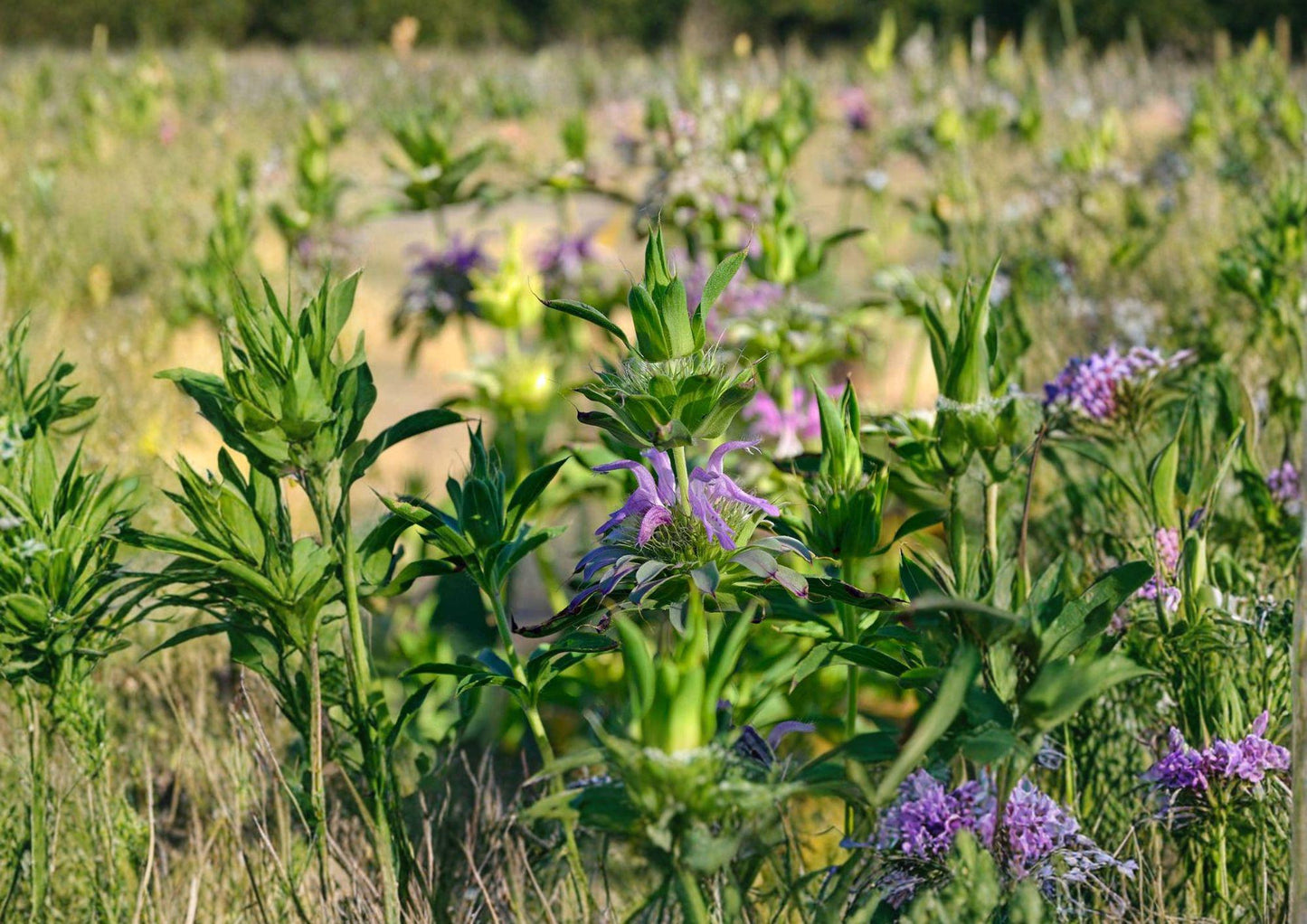Monarda Citriodora Lemon Mint Bee Balm Seeds 3000 Non-GMO Heirloom Aromatic Herb Pollinator Garden