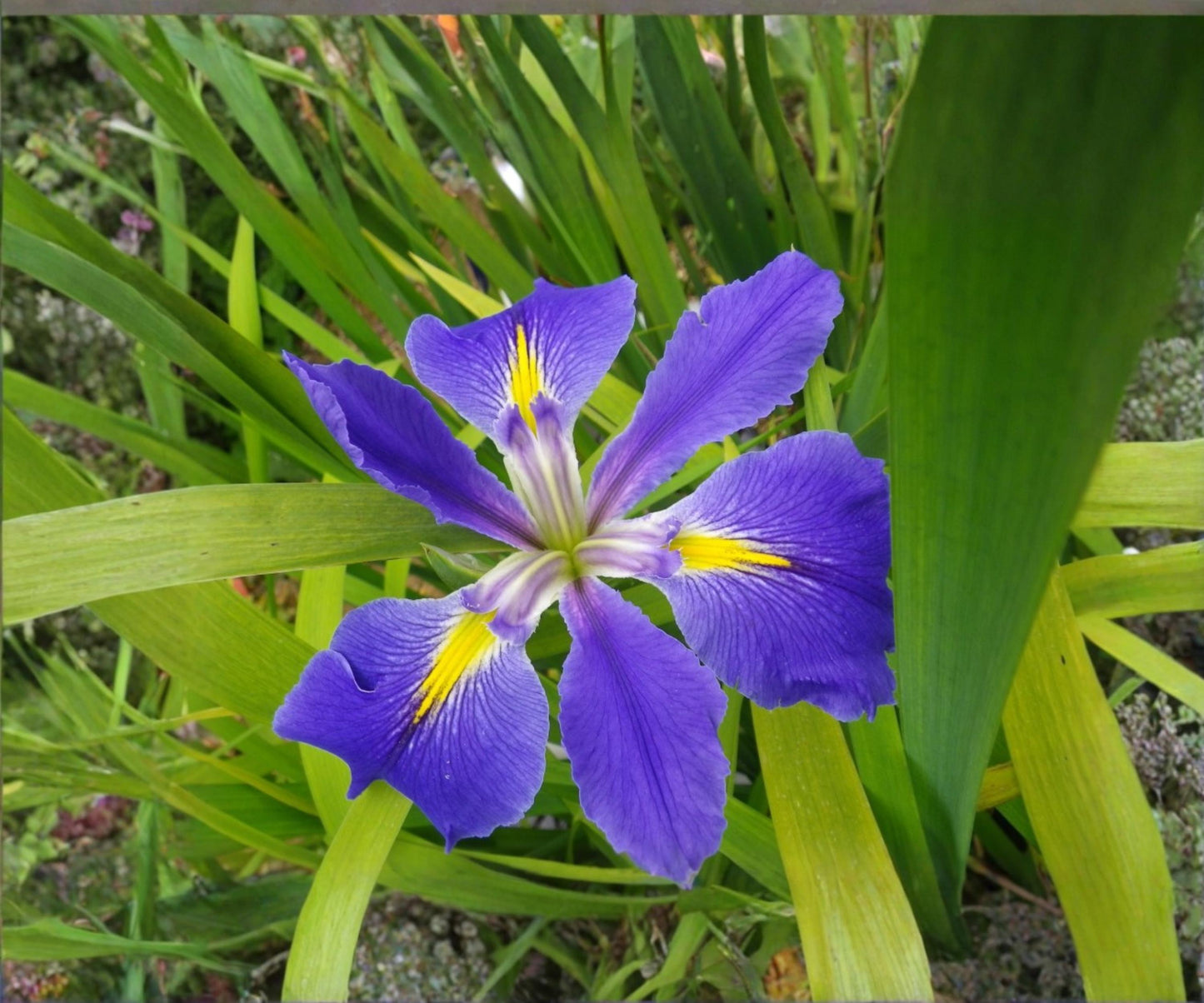 Louisiana Blue Flag Iris Live Pond Plant – Hardy Aquatic Marginal Water Garden Flower – Indigo Water Iris (Iris versicolor)
