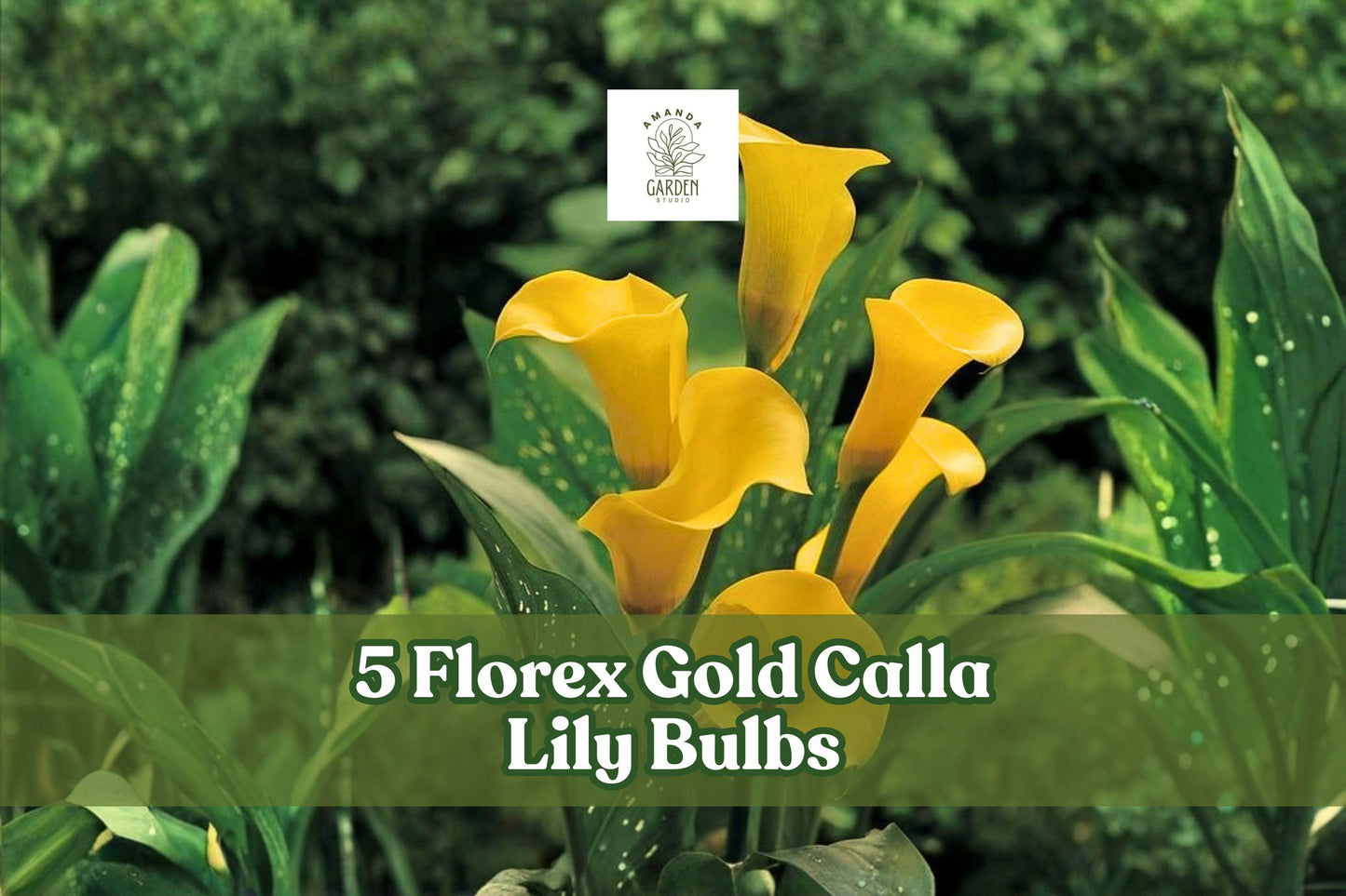 5 Florex Gold Calla Lily Bulbs – Yellow Trumpet Flowers, Zantedeschia spp., Garden, Container, Cut Flower