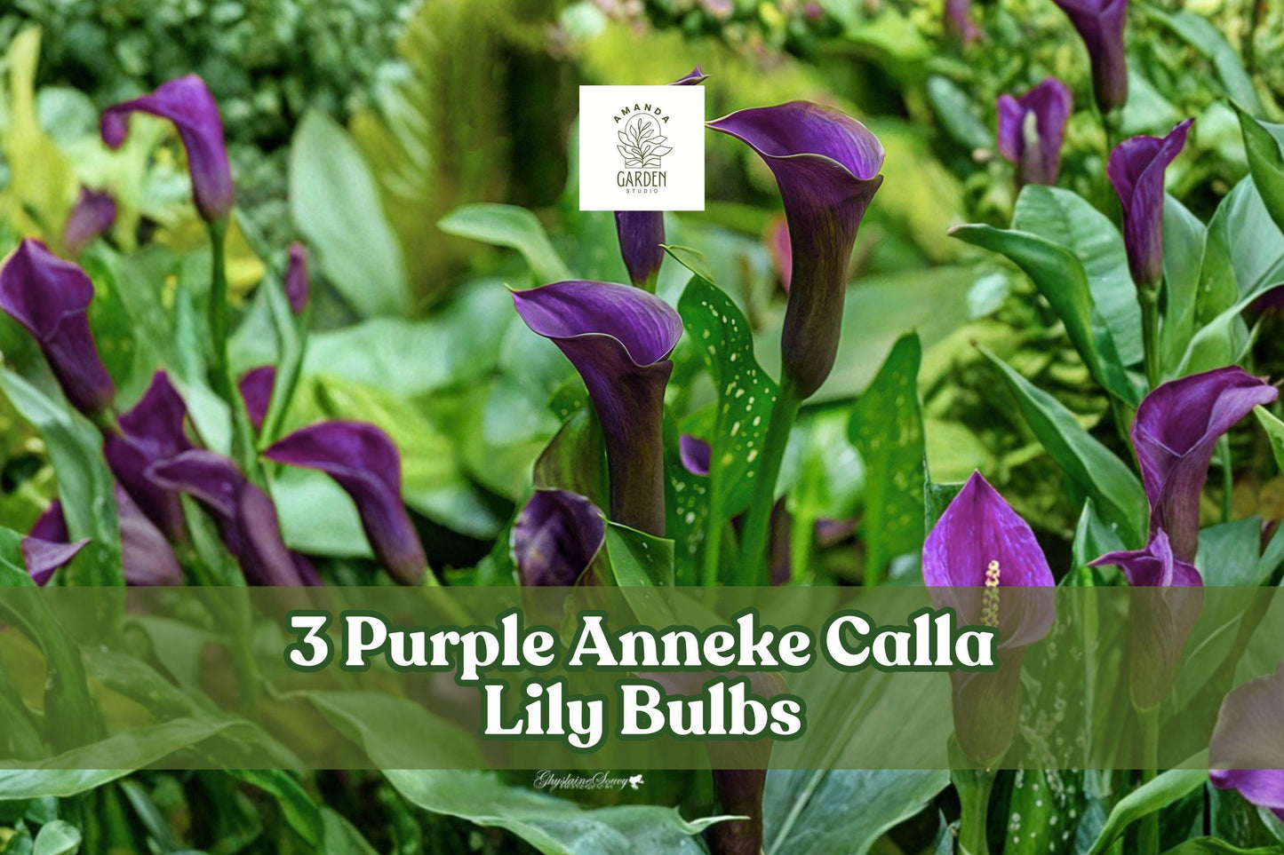 Purple Calla Lily Bulbs – 3 Pack, Zantedeschia, Deep Purple Trumpet Flowers, Perennial Bulb for Garden Beds & Containers