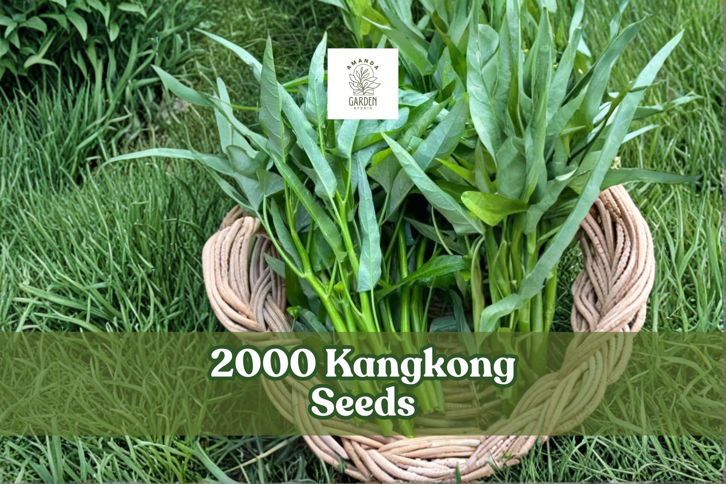 2000 Kangkong Seeds – Ong Choy Water Spinach – Fast-Growing Leafy Vegetable – Ipomoea aquatica for Home Gardening