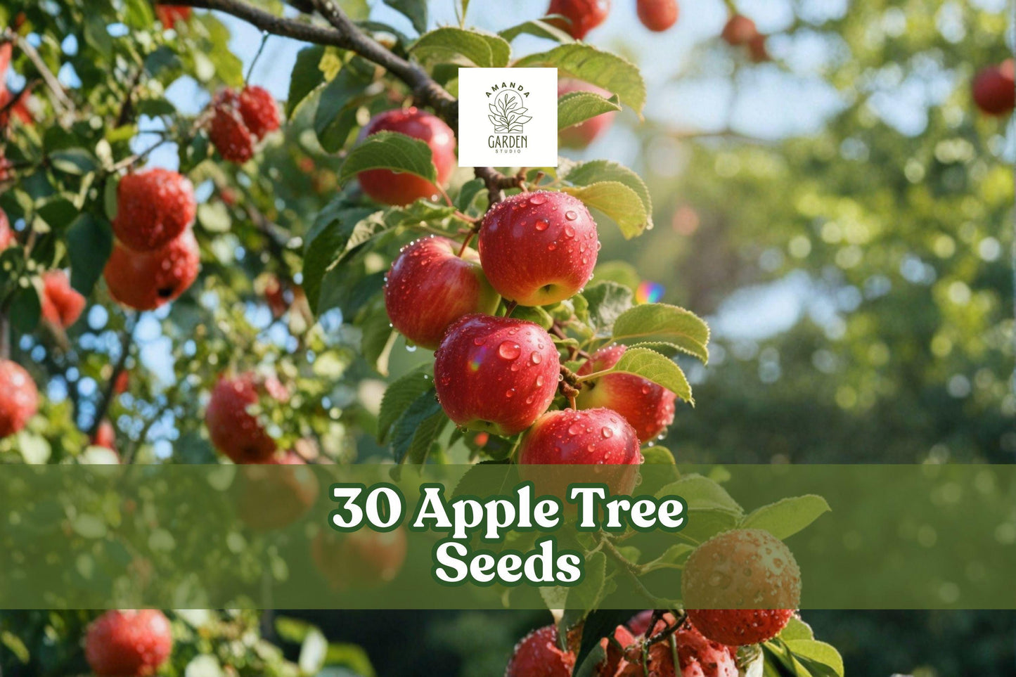 30 Apple Tree Seeds Malus pumila Fruit Tree for Garden, Orchard, Backyard Landscape