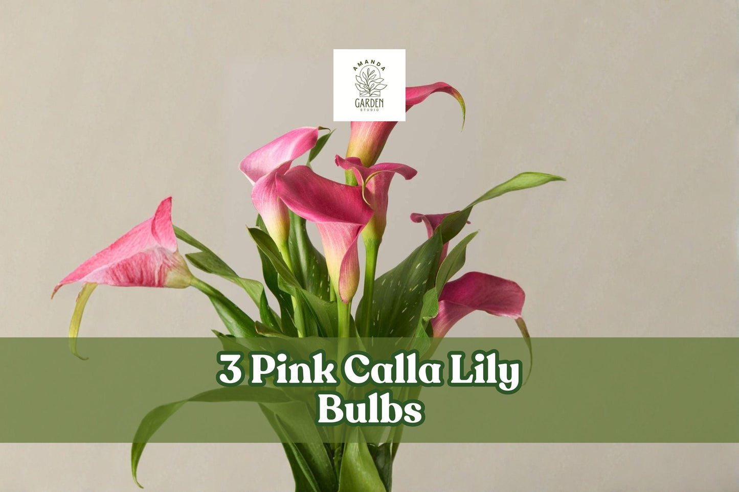Pink Calla Lily Bulbs â Zantedeschia rehmannii, 3 Pack, Pink Trumpet Flowers, Perennial Bulbs for Garden & Indoor Decor