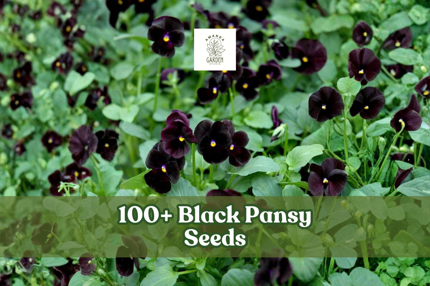 Black Pansy Seeds – Viola × wittrockiana, Dark Purple Flower for Garden Beds & Containers, Easy to Grow, 100+ Seeds