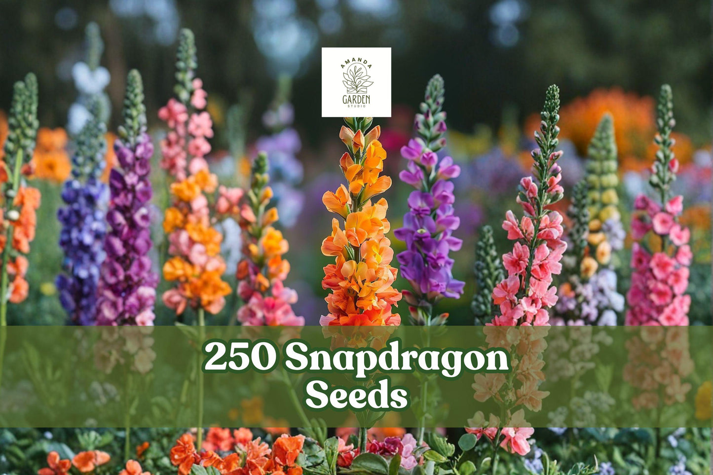 250+ Snapdragon Seeds Antirrhinum majus Mixed Color Flowers for Borders & Pollinator Gardens