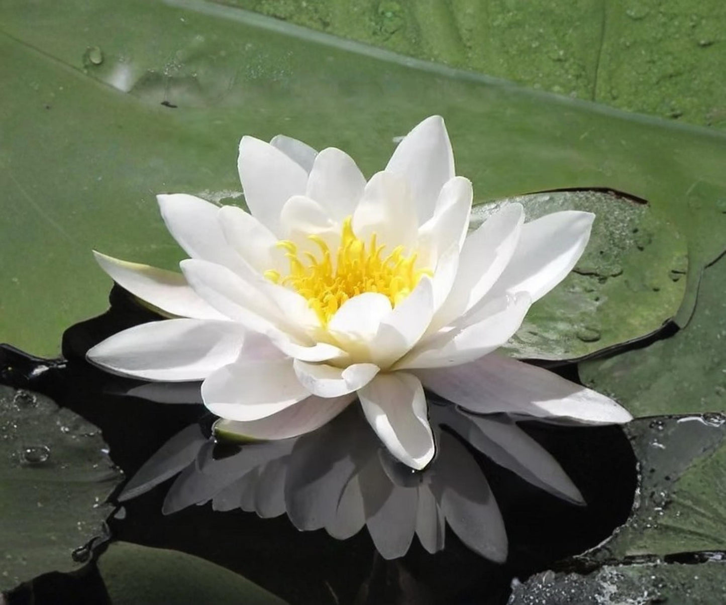 Marliacea Albida Water Lily Live Plant – Hardy White Nymphaea for Ponds & Water Gardens