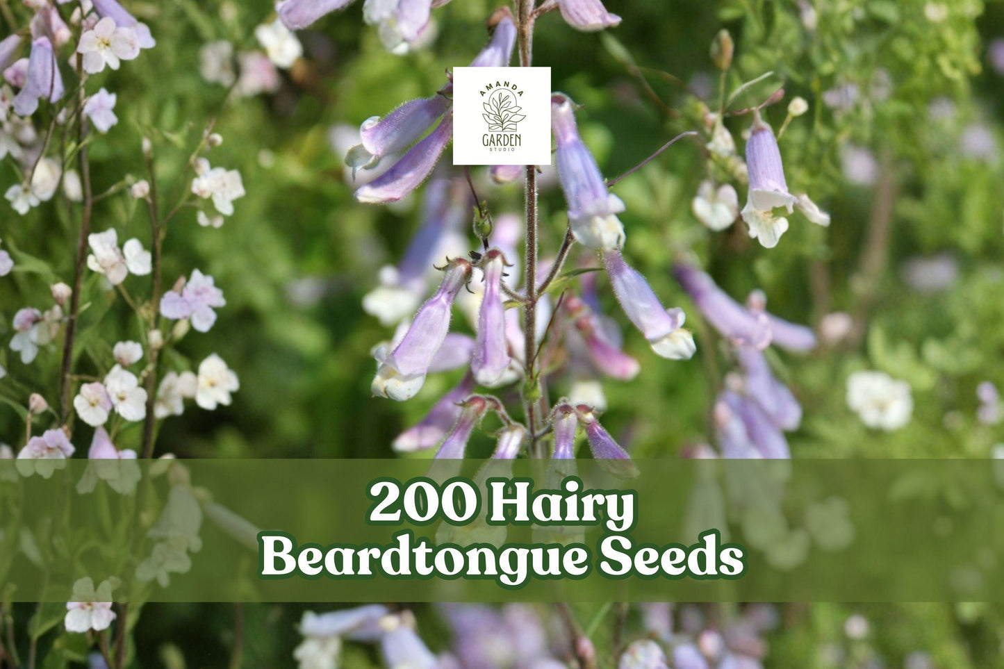 200 Hairy Beardtongue Seeds Penstemon hirsutus Lavender Wildflower Perennial Seed for Garden