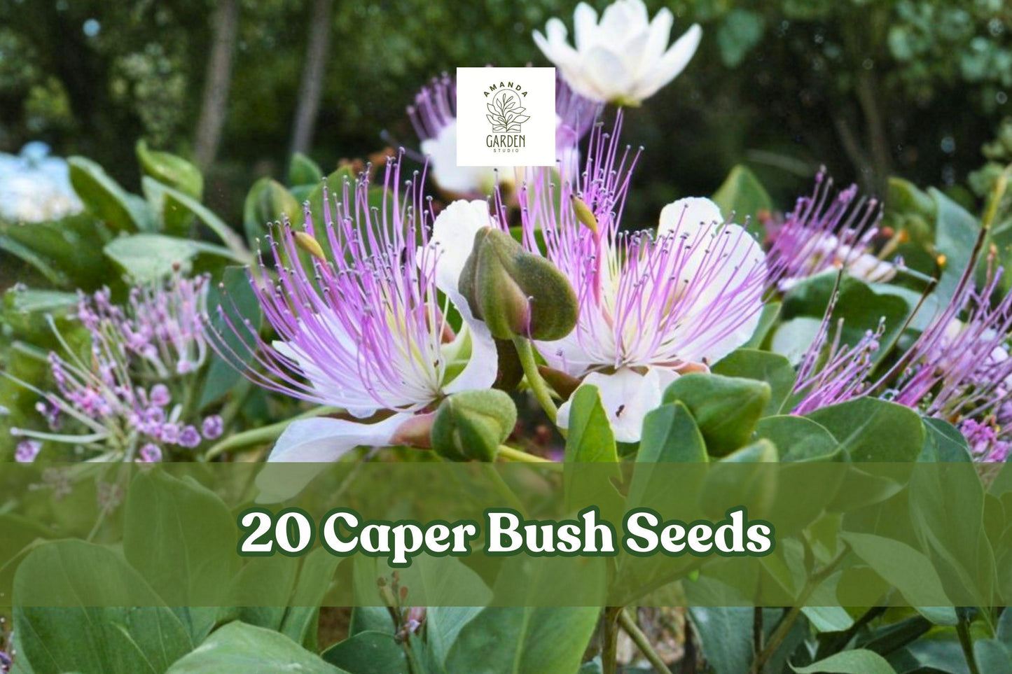 20 Caper Bush Seeds Capparis spinosa Shrub with White Flowers and Purple Stamens for Drought-Tolerant Gardens