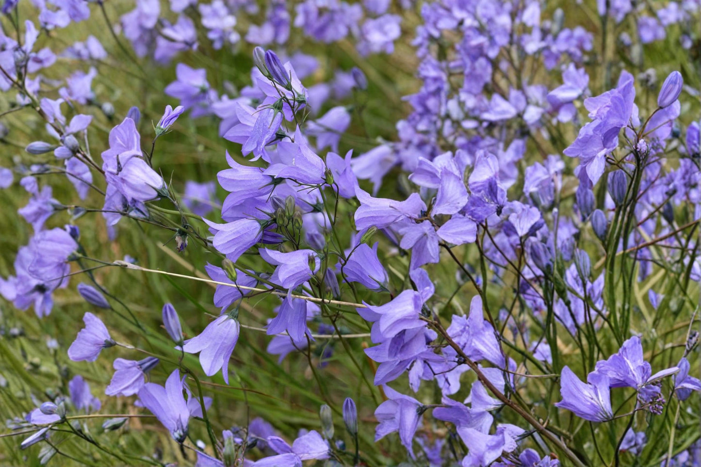 Harebells Seeds 100 Pack – Campanula rotundifolia Blue Wildflower for Rock Gardens & Borders