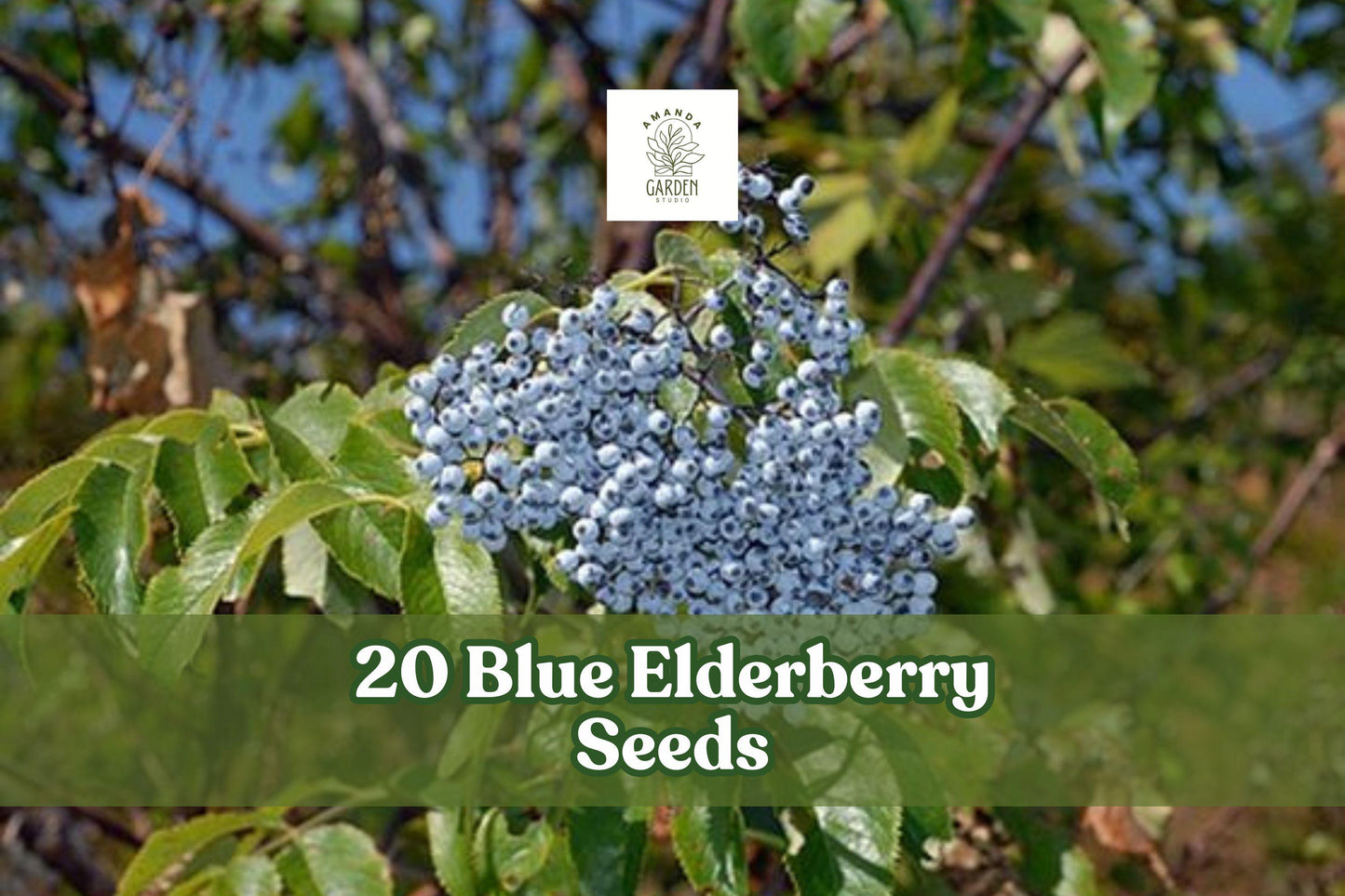Blue Elderberry Seeds - Sambucus caerulea Berry Producing Shrub, Ornamental Plant, 20 Seeds