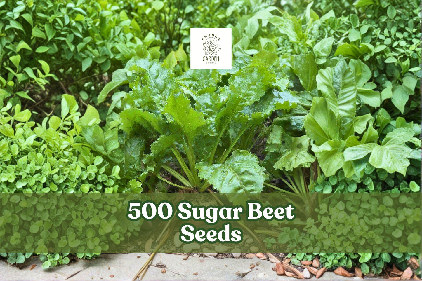 500 Sugar Beet Seeds Beta vulgaris Root Crop for Garden, Full Sun, Easy to Grow, Seasonal Planting