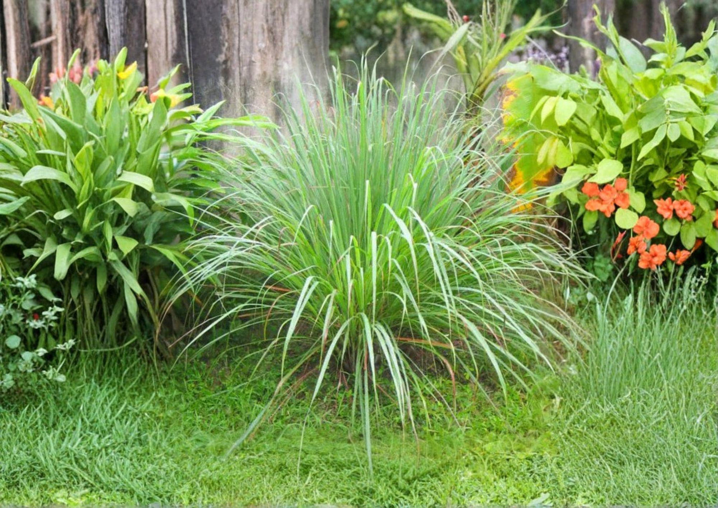 Lemongrass Seeds 50+ Non-GMO Cymbopogon Citratus Aromatic Herb Culinary Medicinal Garden Seeds
