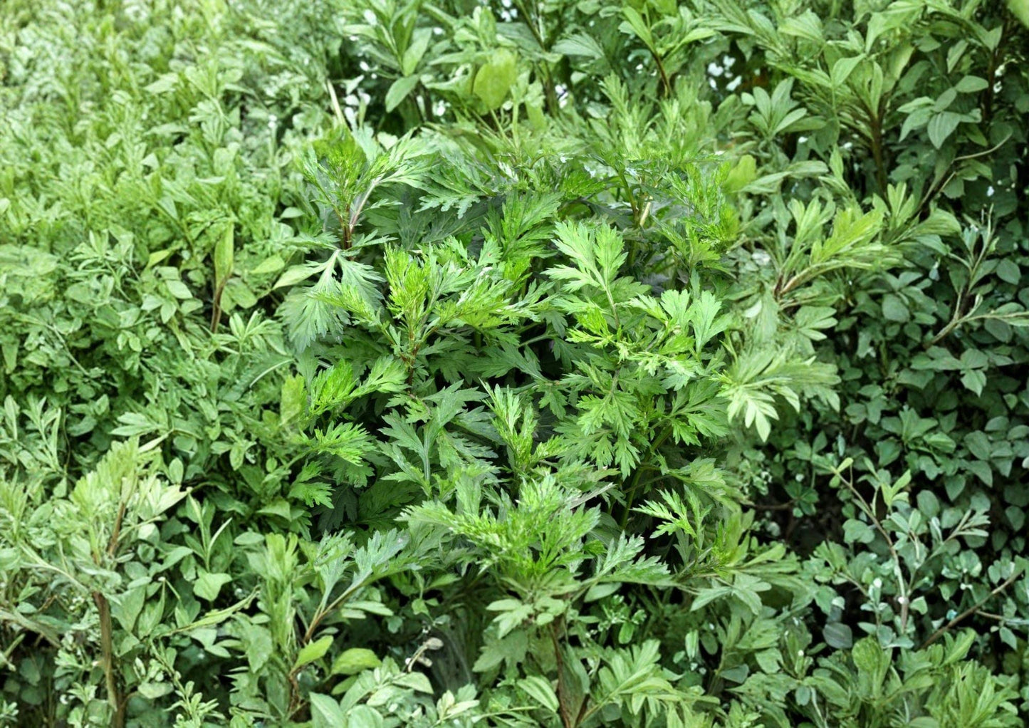 Mugwort Seeds 1000+ Artemisia vulgaris Perennial Medicinal Culinary Herb Garden Seeds Non-GMO