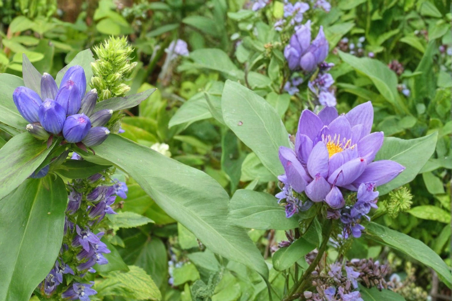 Great Blue Lobelia Seeds – Lobelia siphilitica, Native Perennial with Bright Blue Flowers, Wetland & Border Plant, 100 Seeds
