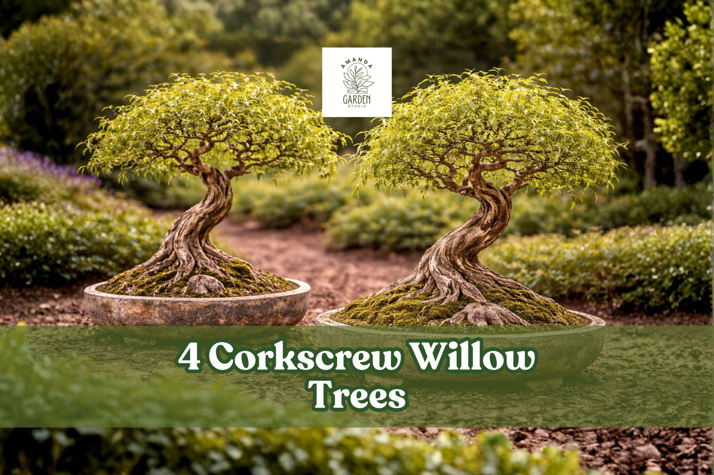 Corkscrew Willow Trees Live Plants | Salix matsudana | Twisted Branches, Ornamental, Fast-Growing