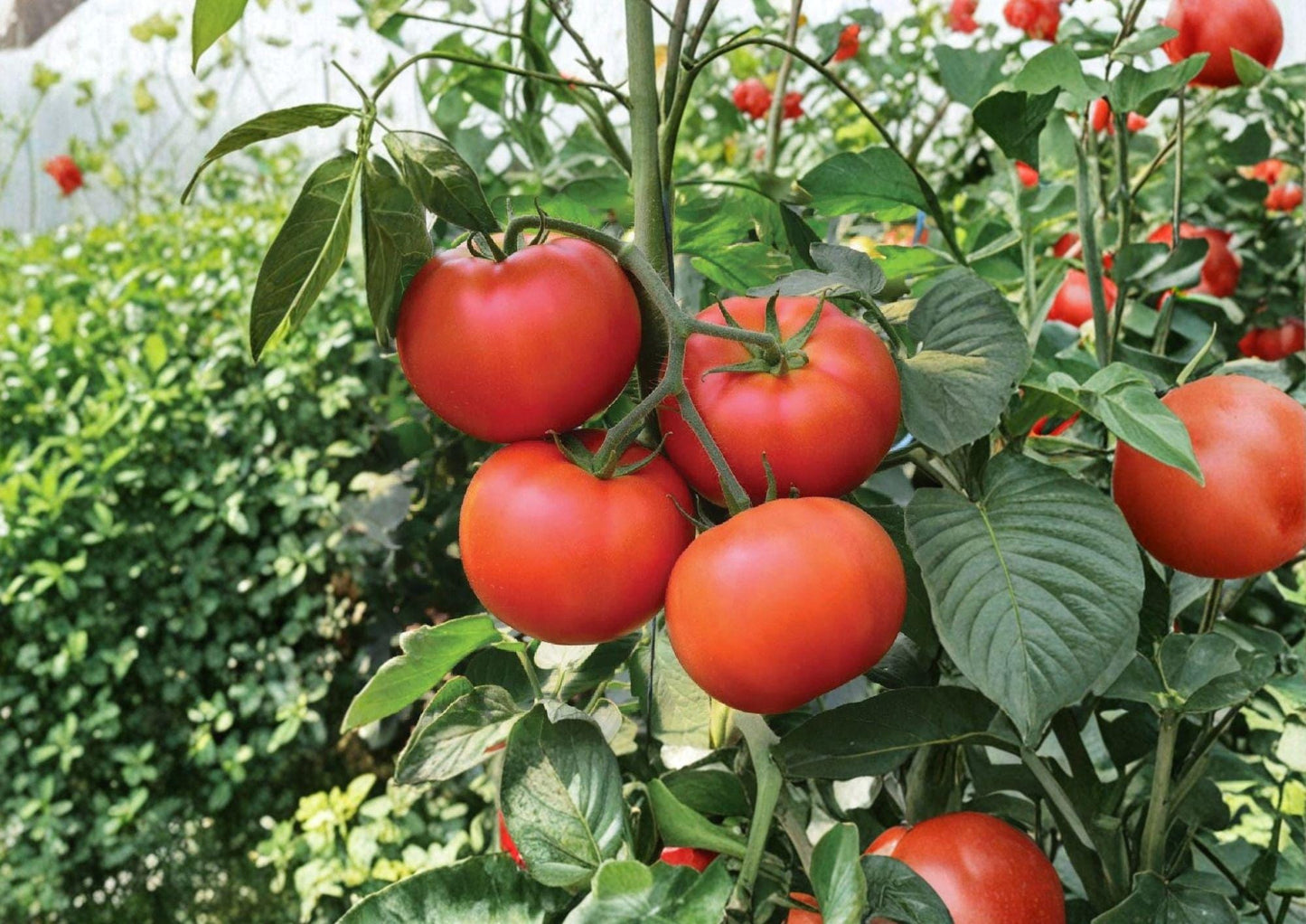 Homestead Tomato Seeds, Heirloom Non-GMO, Drought & Heat Tolerant Vegetable Seeds for Garden, High Yield, Fast Growing