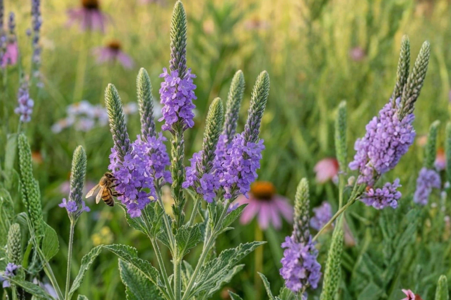 Hoary Vervain Seeds 100 Pack Verbena stricta Native Wildflower for Pollinators & Prairie Gardens