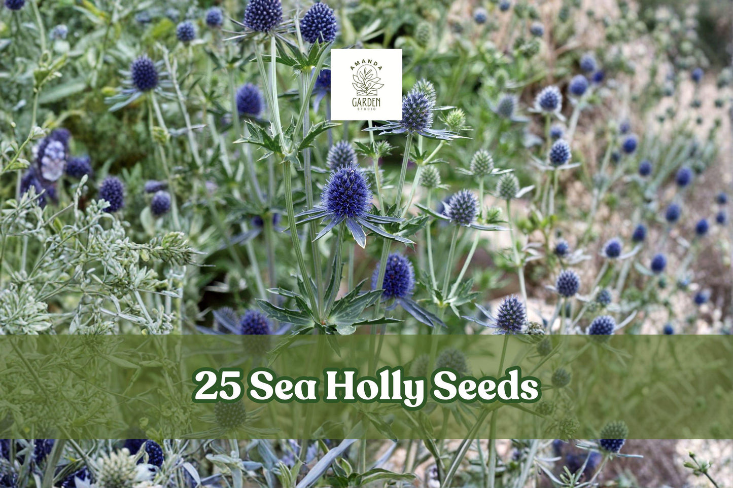 Sea Holly Seeds, 25 Pack, Blue Star Eryngium, Ornamental Perennial Flower for Garden Borders & Dried Arrangements