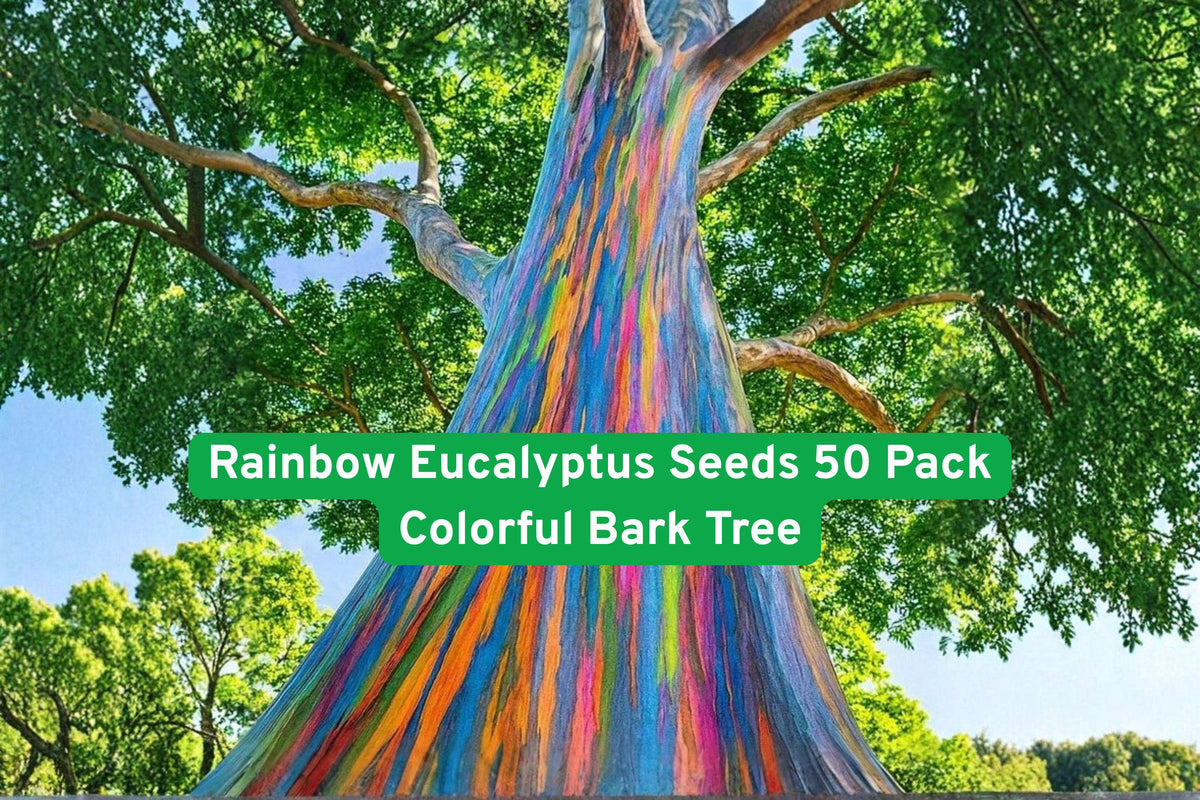 Rainbow Eucalyptus Seeds 50 Pack | Exotic Tropical Tree with Multicolor Bark | Eucalyptus deglupta for Gardens & Landscapes