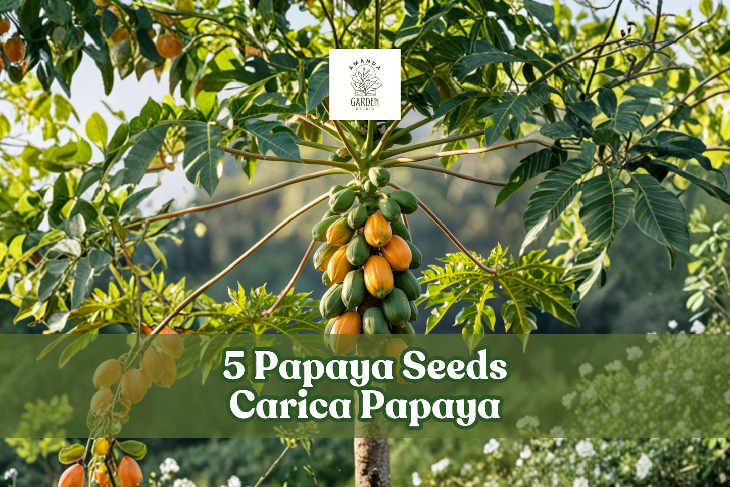 5 Papaya Seeds Carica Papaya Honeydew Tropical Fruit Tree for Planting, Fast-Growing, Fruit & Ornamental, Tropical Climate