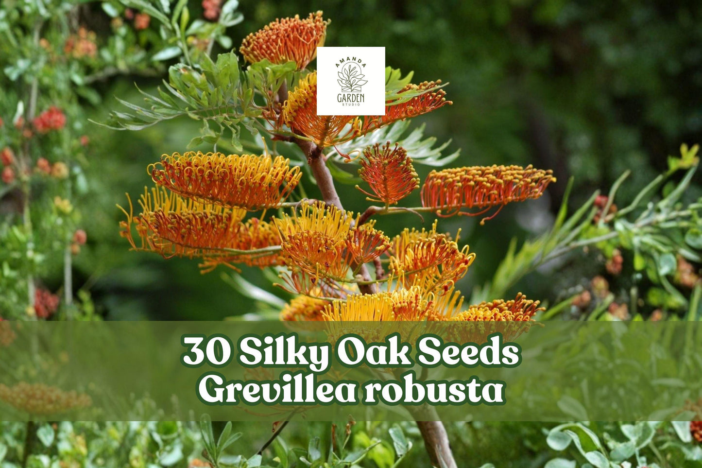 Silky Oak Seeds Grevillea robusta Fast Growing Evergreen Tree for Landscaping and Shade - 30 Seeds