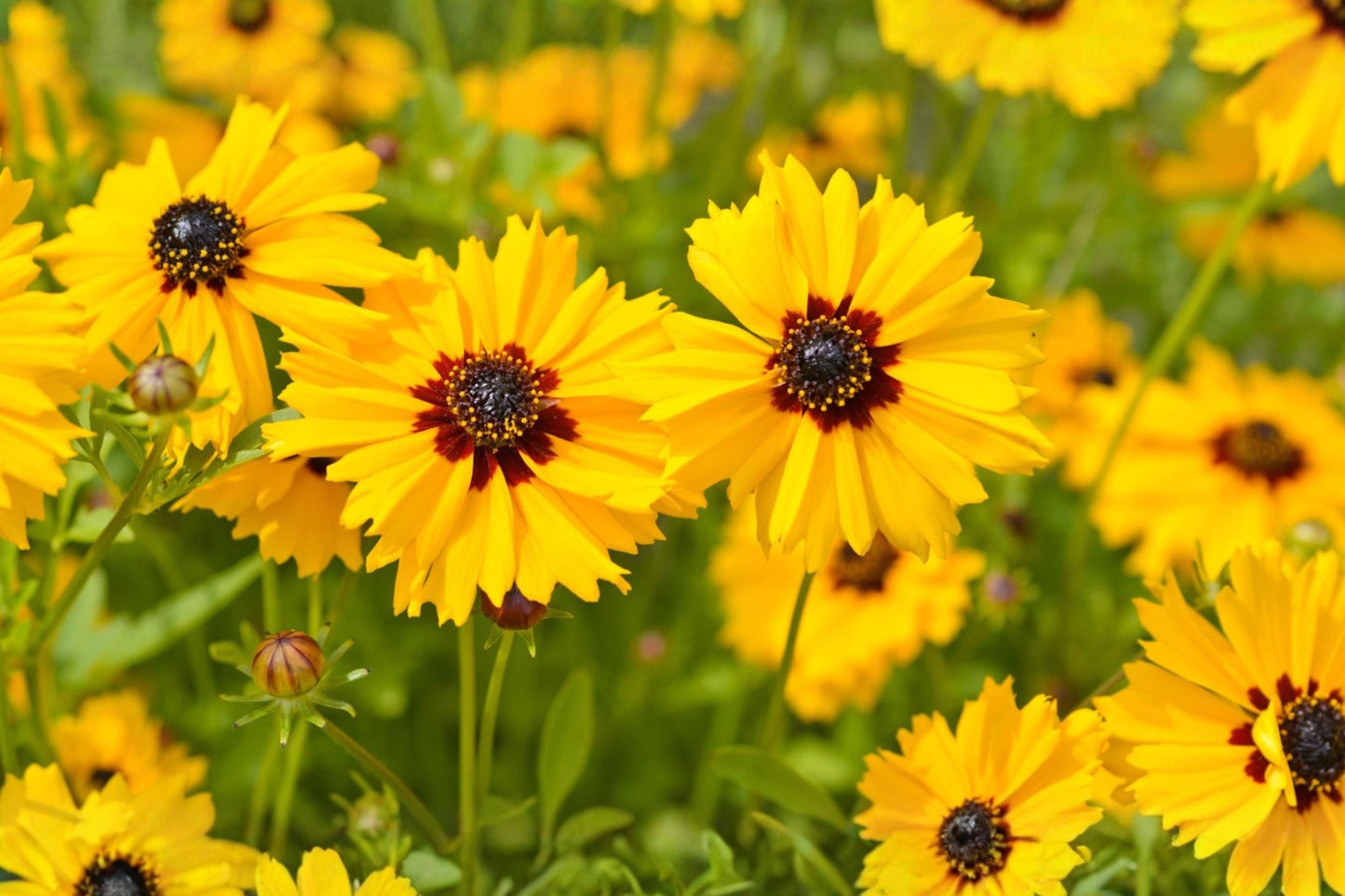 Golden Wave Tickseed Seeds, Coreopsis basalis, Bright Yellow Wildflower for Borders & Pollinator Gardens, 100 Pack