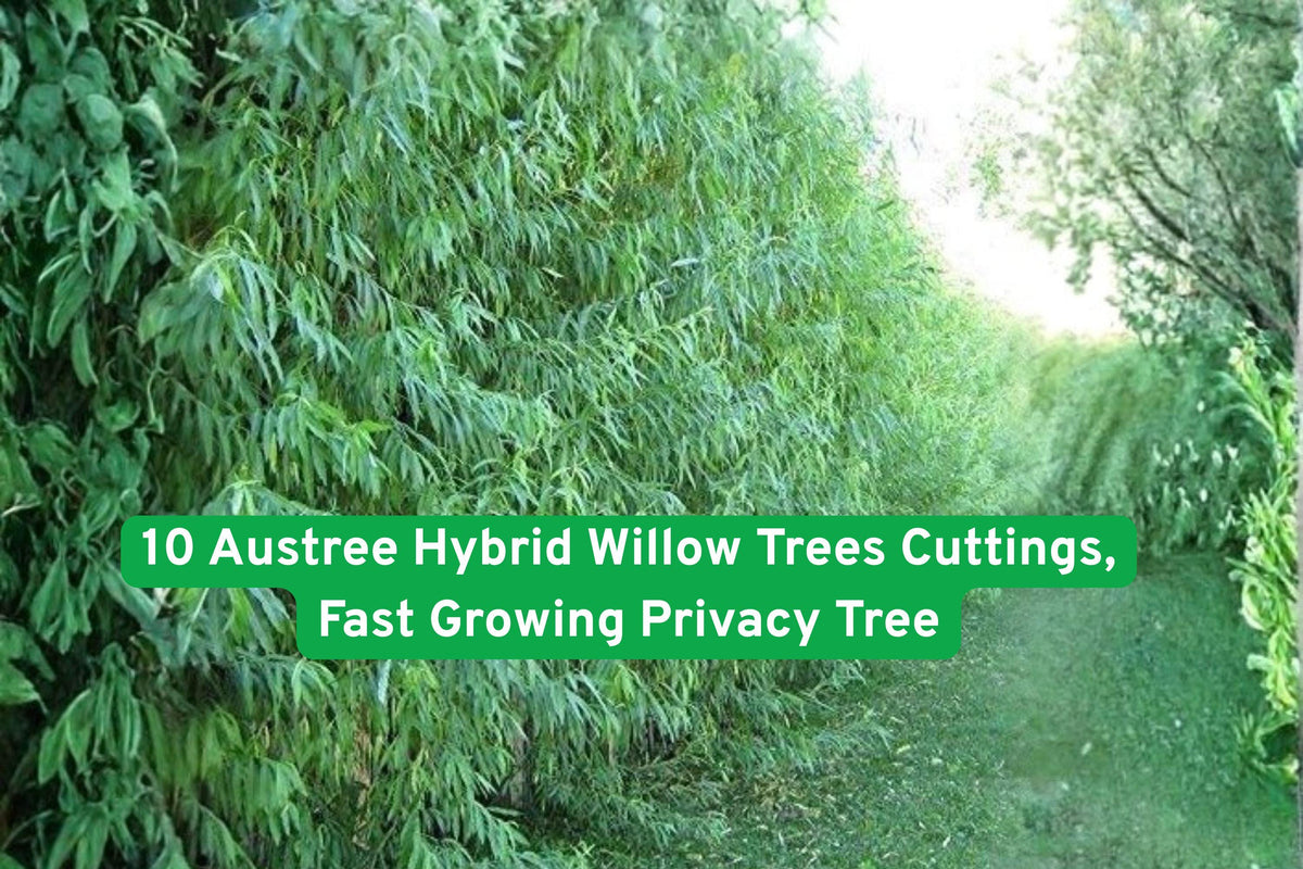 10 Austree Hybrid Willow Tree Cuttings – Fast Growing Privacy Hedge & Shade Tree – Salix spp.