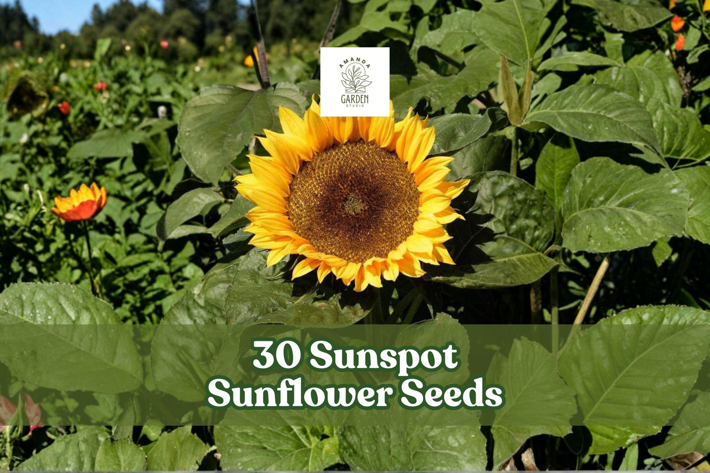 Sunflower Seeds 30 Sunspot Helianthus annuus Yellow Compact Annual Flower for Garden & Containers