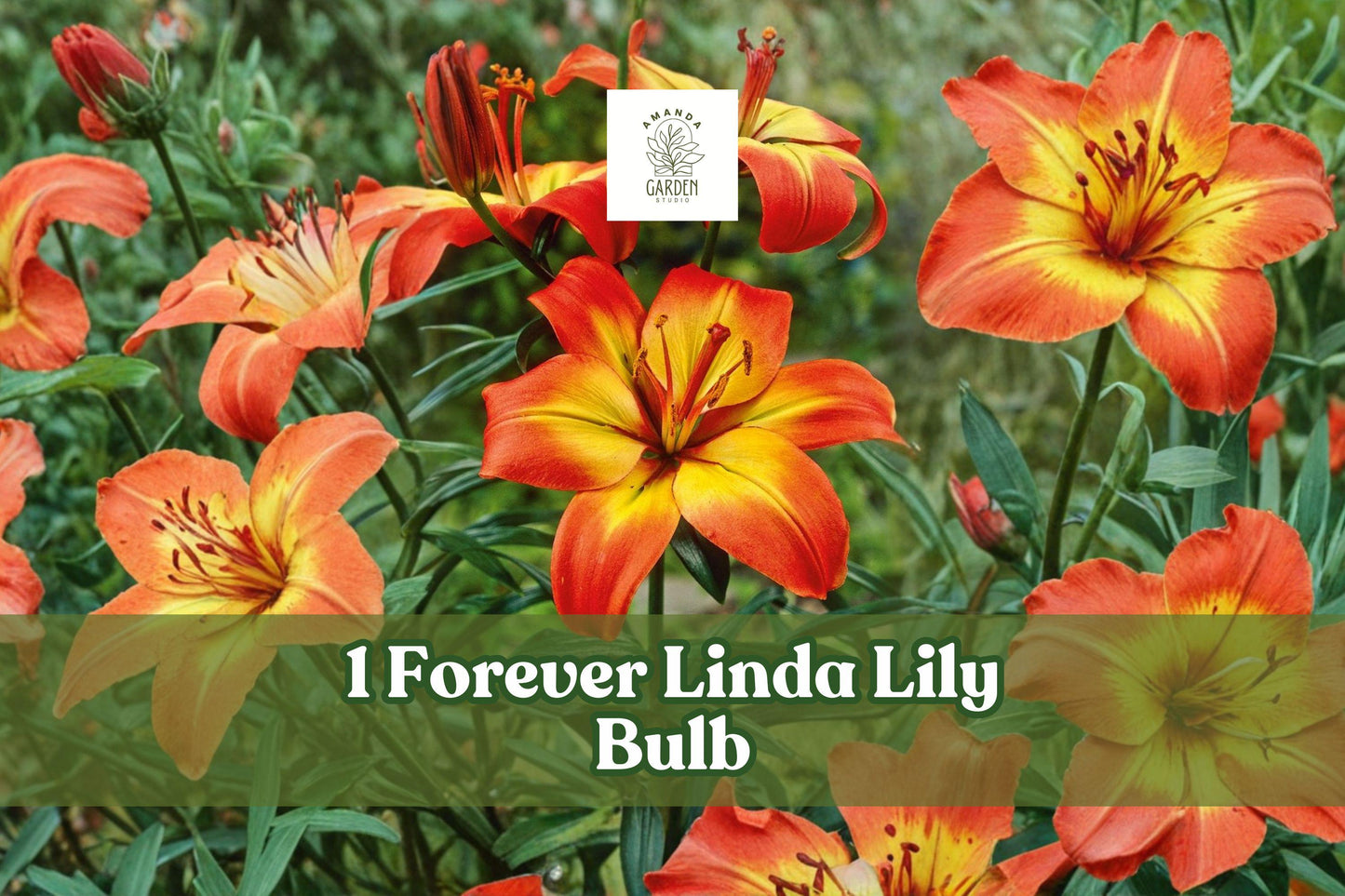 Forever Linda Asiatic Lily Bulb – Red and Yellow Bicolor Flower, Perennial Bulb, Lilium asiatic