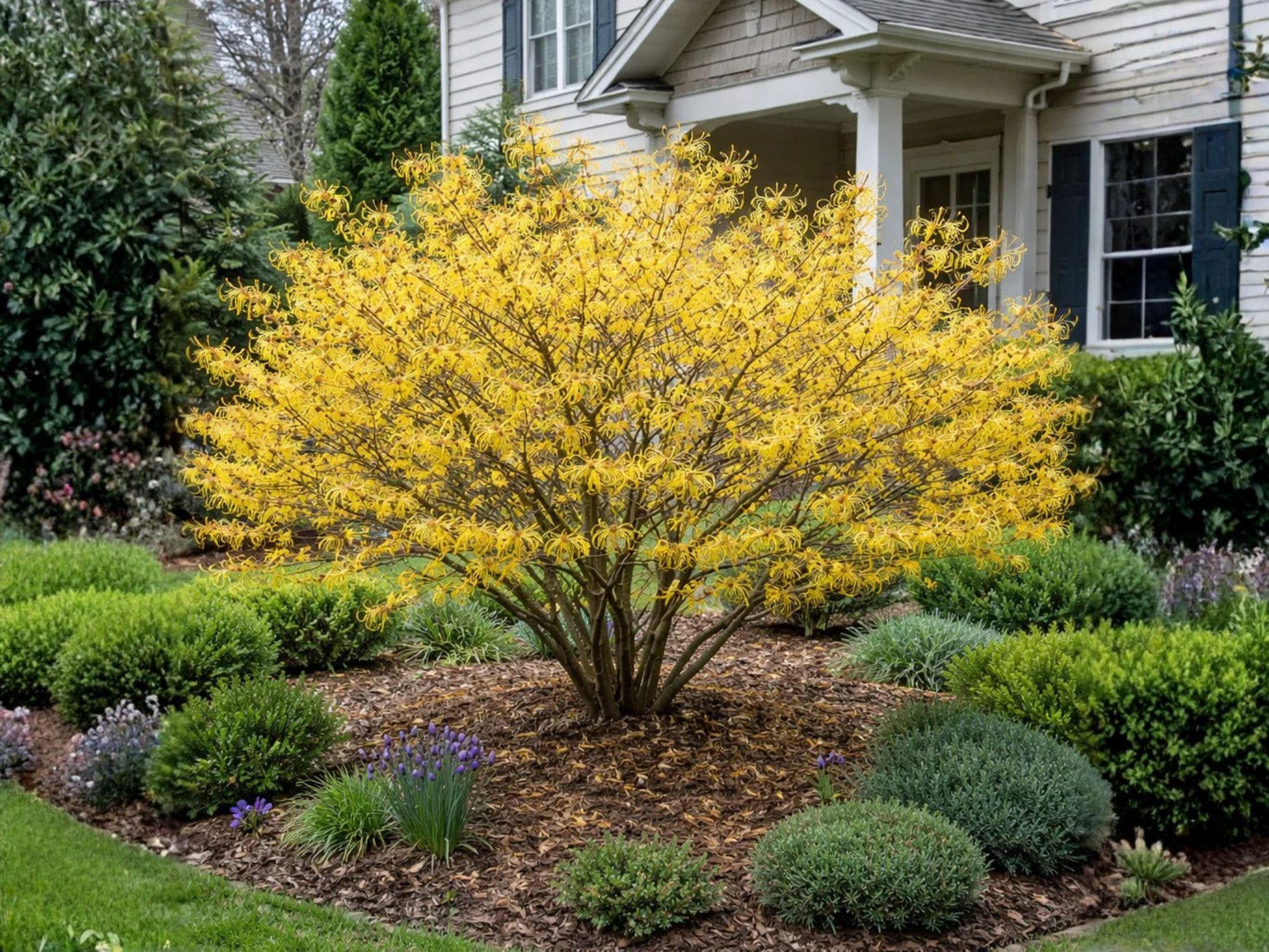 Live American Witch Hazel Shrub – Fragrant Yellow Fall Flowers, Native Pollinator Plant, Hamamelis virginiana, Woodland Garden, 2 Plants