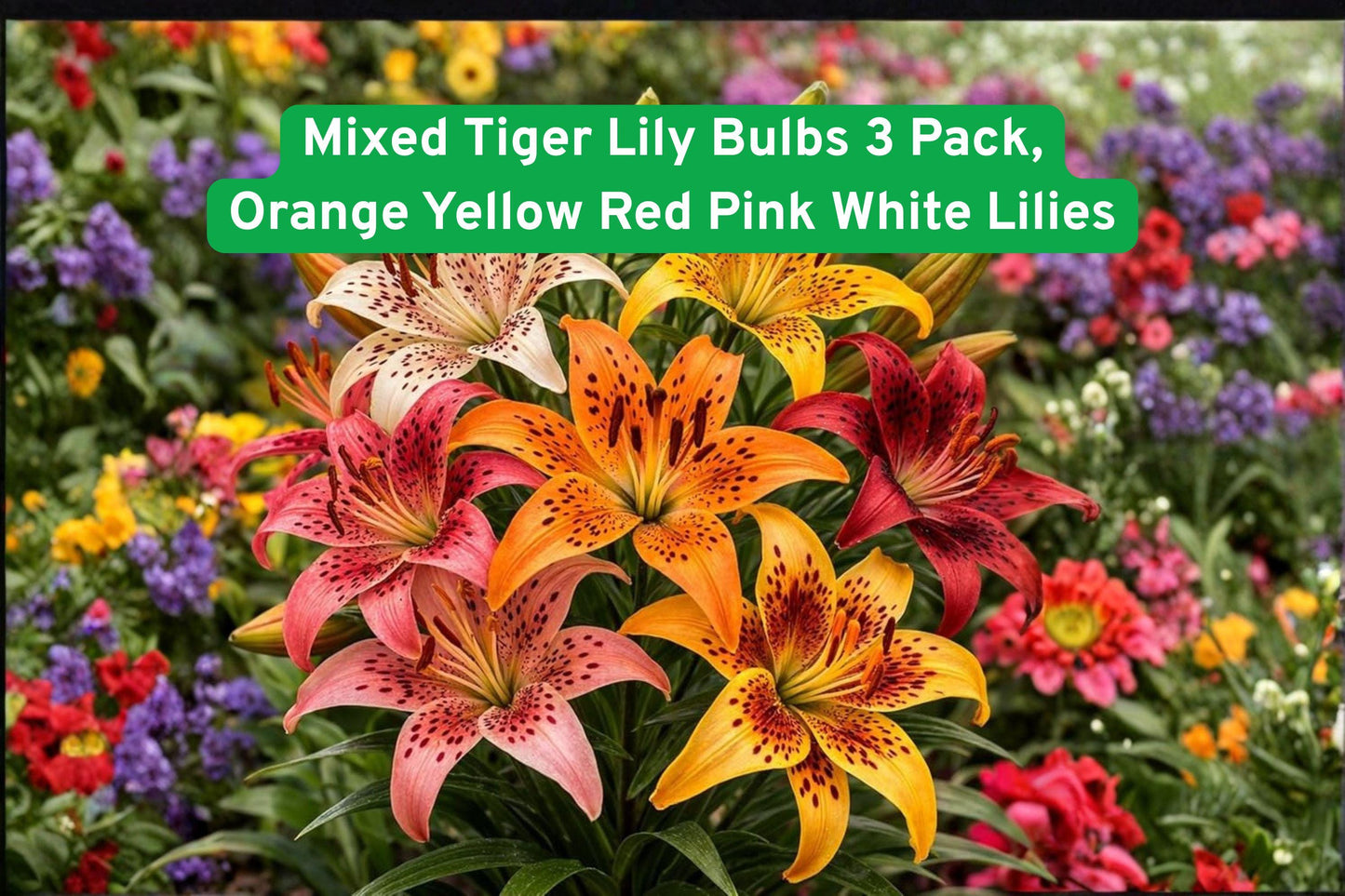 Mixed Tiger Lily Bulbs 3 Pack | Multi-Color Orange Yellow Red Pink White | Lilium lancifolium Perennial Flowers