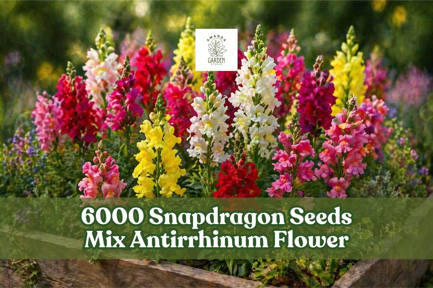 Snapdragon Seeds Rainbow Mix Antirrhinum majus - Multicolor Flower Garden Seeds for Borders & Cut Flowers