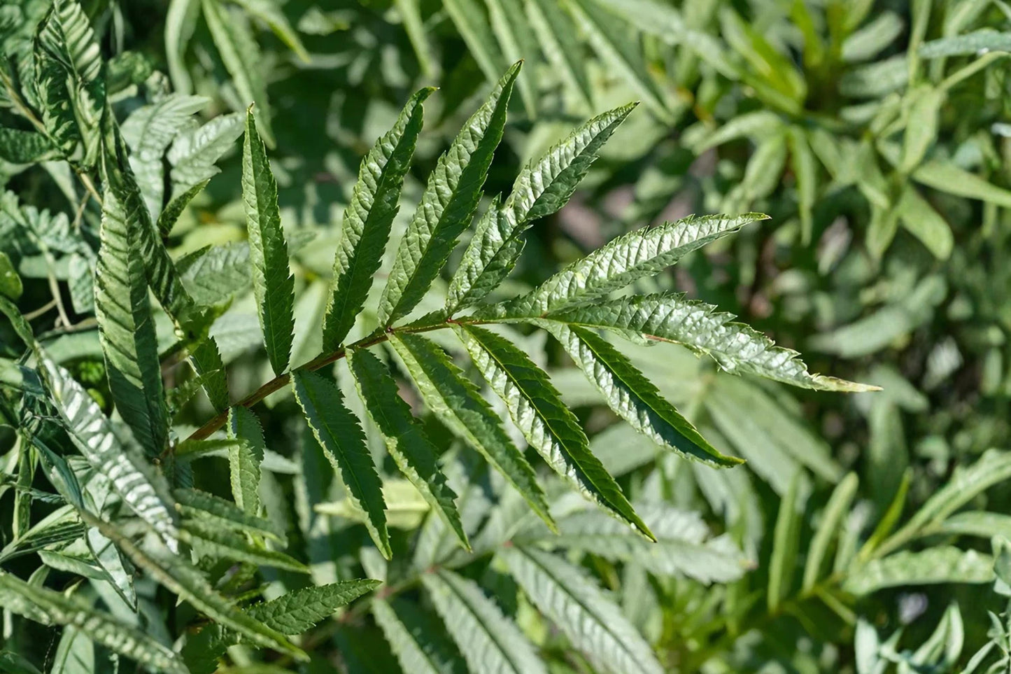Huacatay Black Mint Herb Seeds (100) | Aromatic Peruvian Herb, Tagetes minuta, Culinary & Pollinator Plant