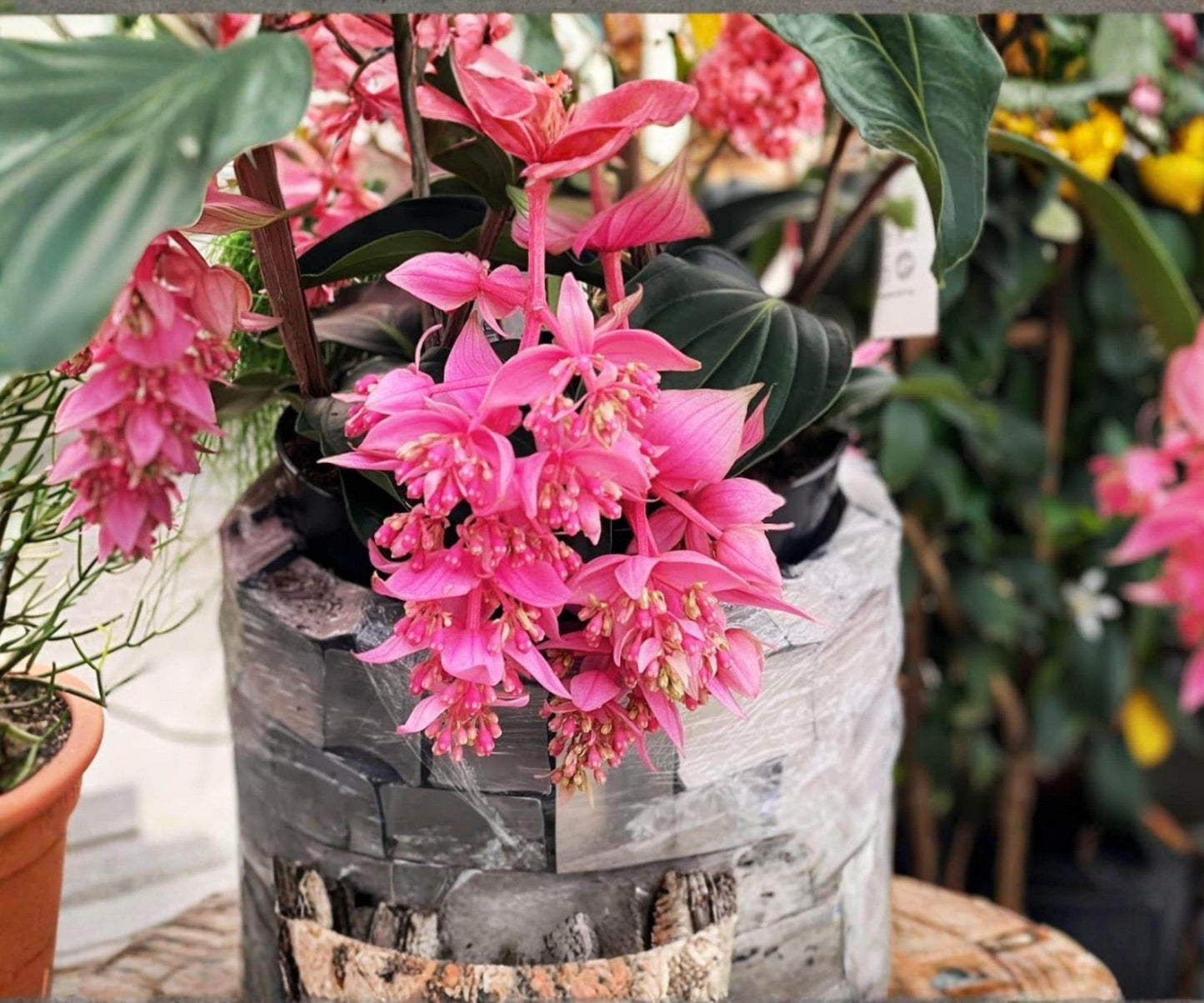 Medinilla Magnifica Live Starter Plant – Pink Chandelier Tropical Houseplant with Cascading Pink Flowers