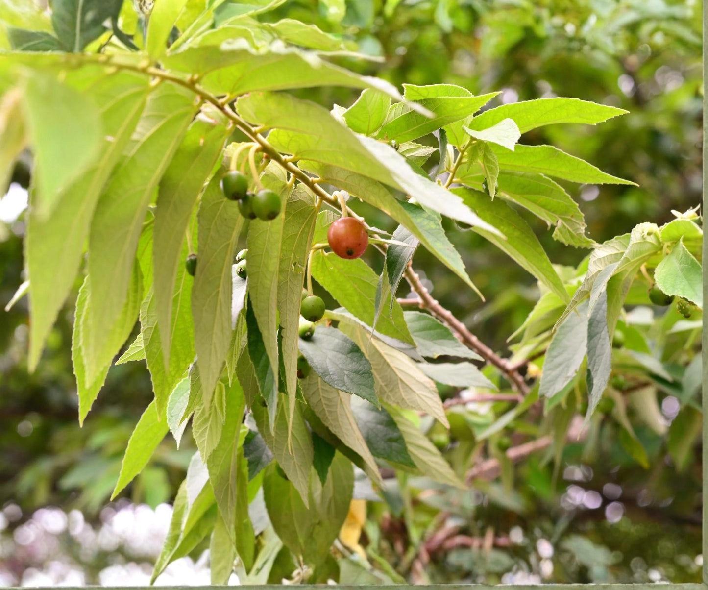 Jamaican Cherry Tree Live Starter Plant – Tropical Muntingia calabura Edible Fruit Tree