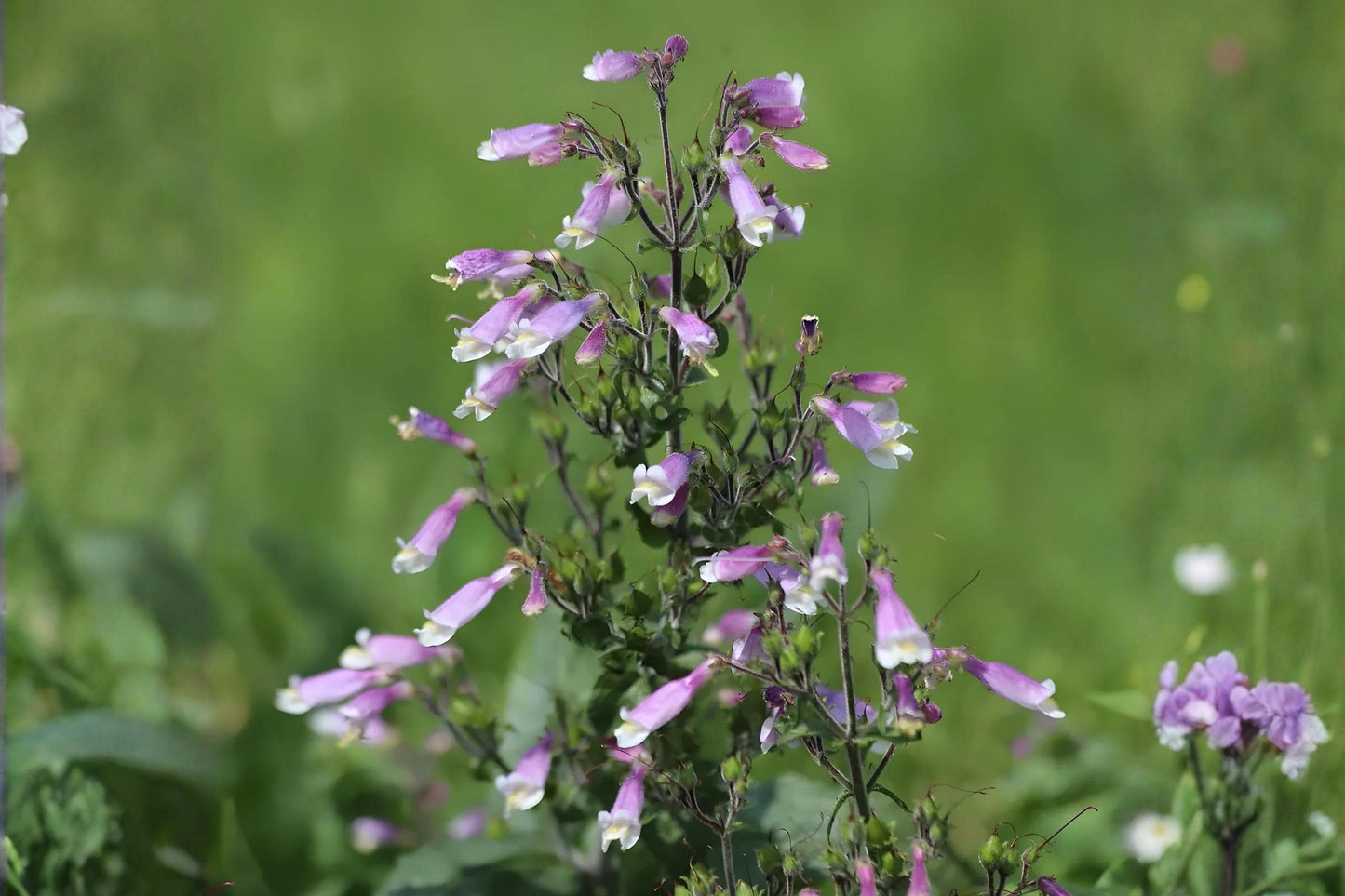 Hairy Beardtongue Seeds, Penstemon hirsutus, Native Wildflower, Lavender Blooms, Pollinator-Friendly, Drought Tolerant, 100 Seeds