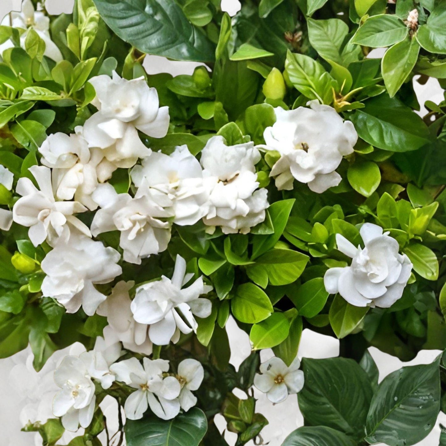 Heirloom Southern Gardenia Cuttings | Fragrant White Flowers | Hardy Shrub | Gardenia jasminoides