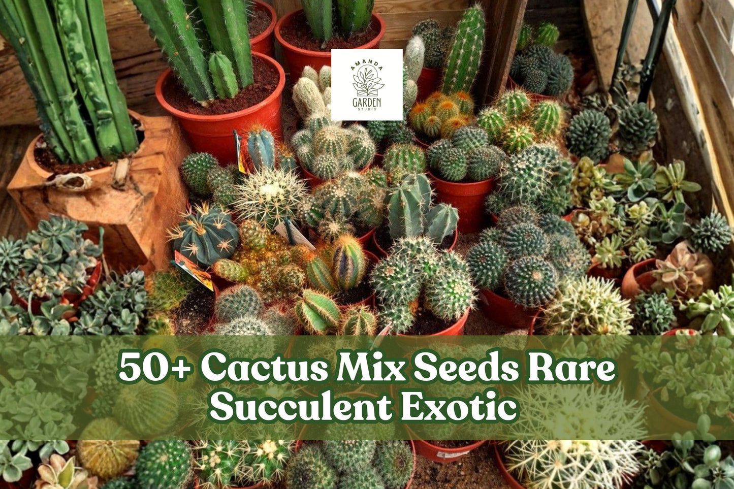 50+ Cactus Seeds Mix – Rare Succulent Cactaceae Variety for Indoor & Outdoor Growing
