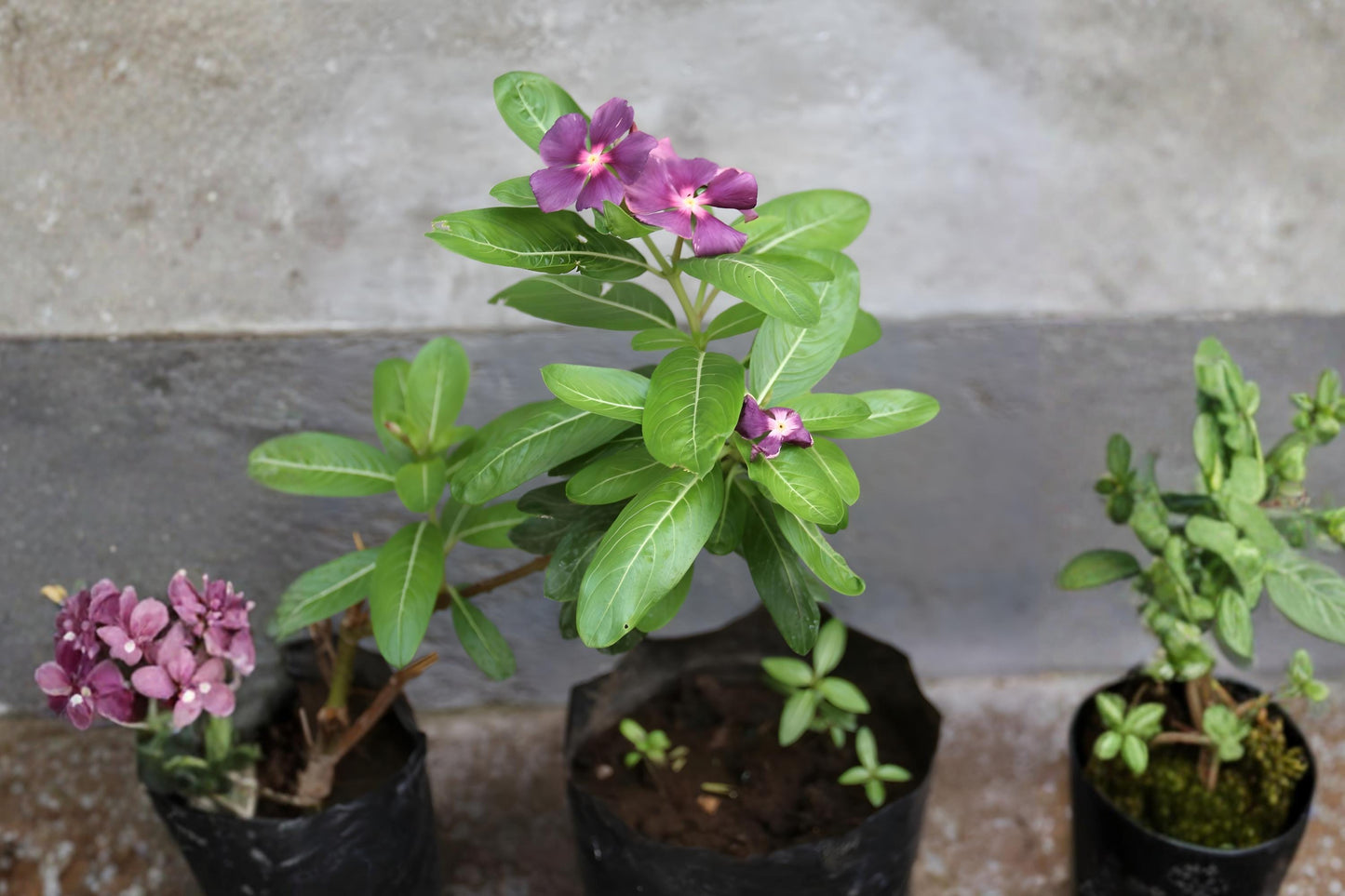 Madagascar Periwinkle Seeds, Rosy Vinca, Catharanthus roseus, Heat-Tolerant Flower Seeds, Drought-Resistant Garden Seeds