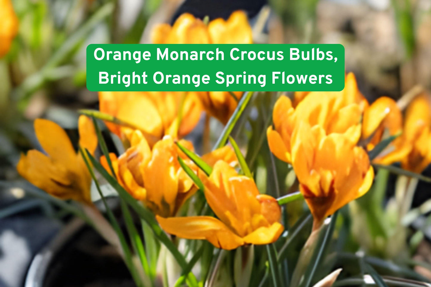 Orange Monarch Crocus Bulbs – Bright Orange Spring Flowers, Perennial Bulbs for Garden Beds & Containers