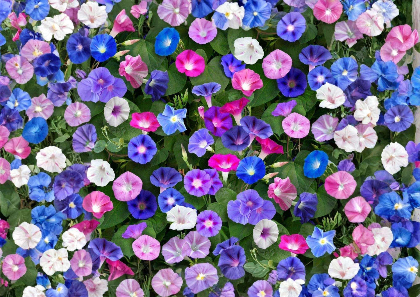 Morning Glory Seeds Mixed Colors - Climbing Flower Seeds for Garden, Fast Growing Vines, Trellis Fence Coverage, Garden Planting
