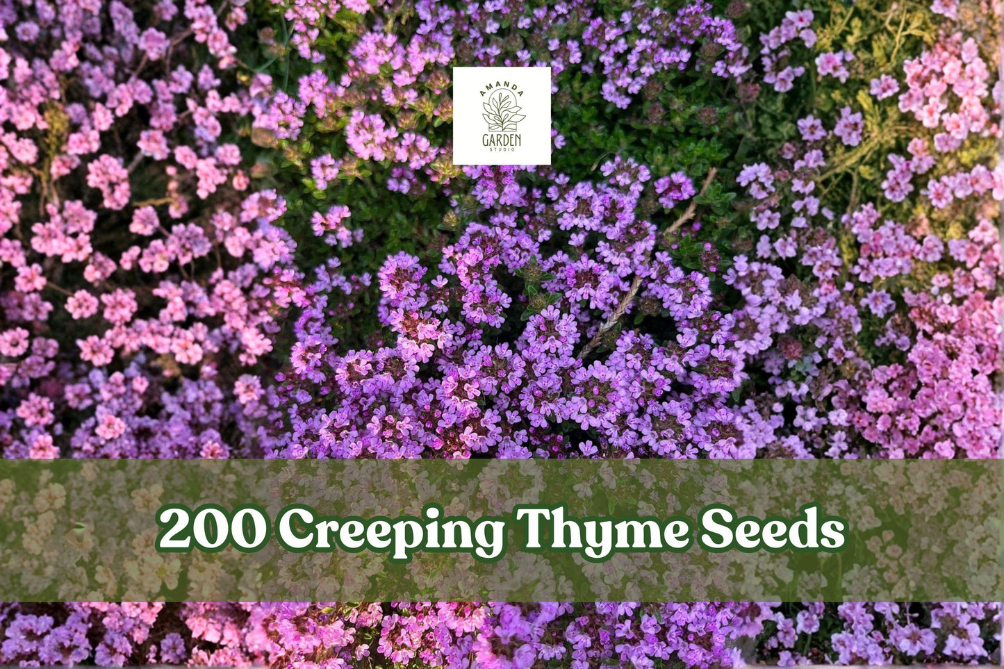 Creeping Thyme Seeds | Purple Groundcover Herb for Lawn Alternative | Thymus serpyllum, Perennial, Drought Tolerant