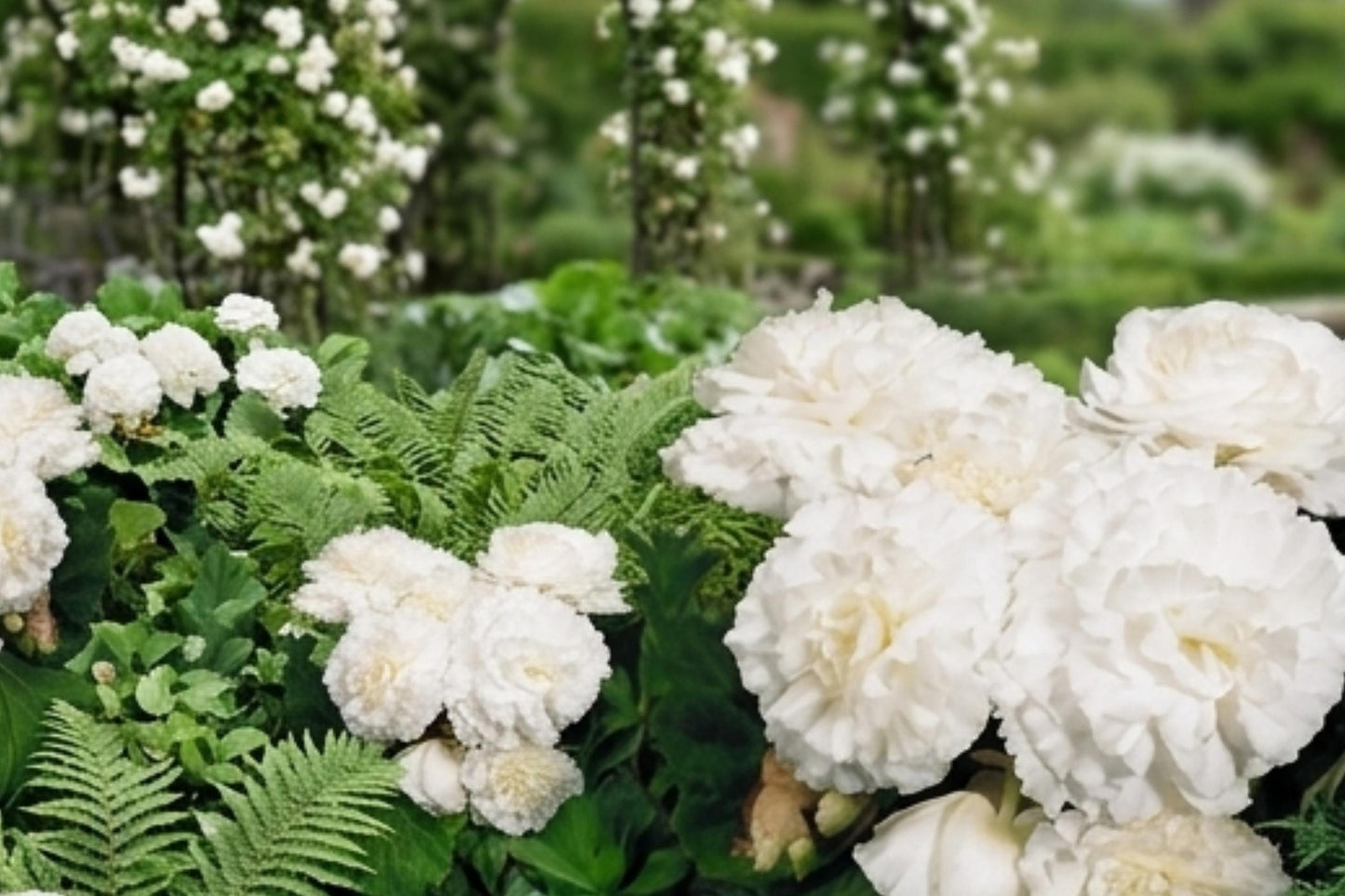 Non-Stop White Double Begonia Bulbs – 4 Live Plants, Continuous Blooming, Begonia x tuberhybrida for Garden or Indoor Use