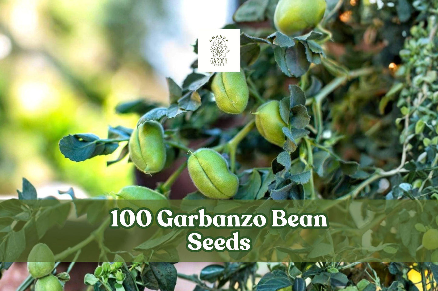 Garbanzo Bean Seeds 100 Pack Edible Chickpea Cicer arietinum for Outdoor Vegetable Gardens, Easy to Grow