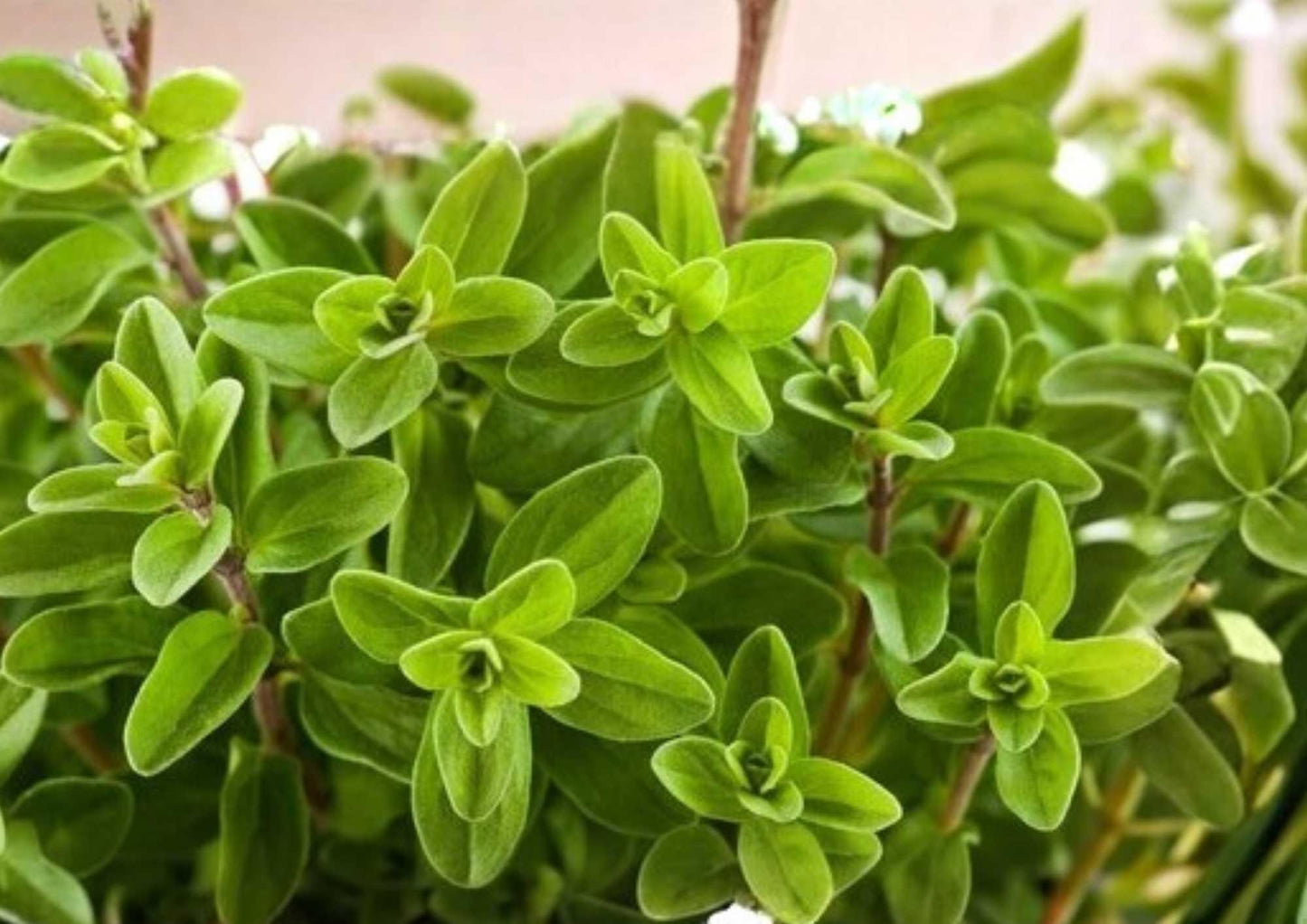 Lemon Basil Seeds 1500+ Organic Non-GMO Herb Seeds for Garden, Ocimum basilicum, Culinary, Aromatic, Heirloom, Tea, Planting