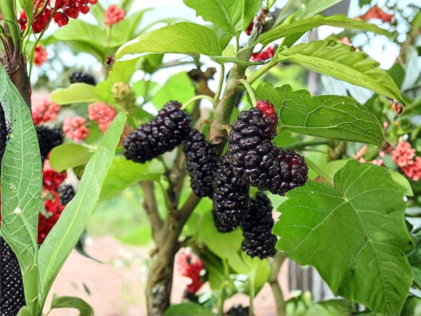 Illinois Everbearing Mulberry Tree Bare Root 6-8in | Morus alba Hybrid Fruit Tree for Garden & Landscape