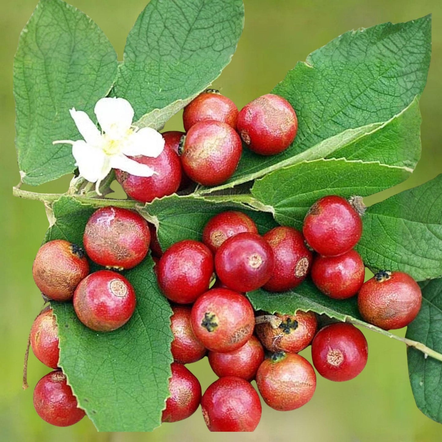 Jamaican Cherry Starter Plant Rooted Cutting Muntingia calabura Strawberry Tree Tropical Fruit Tree