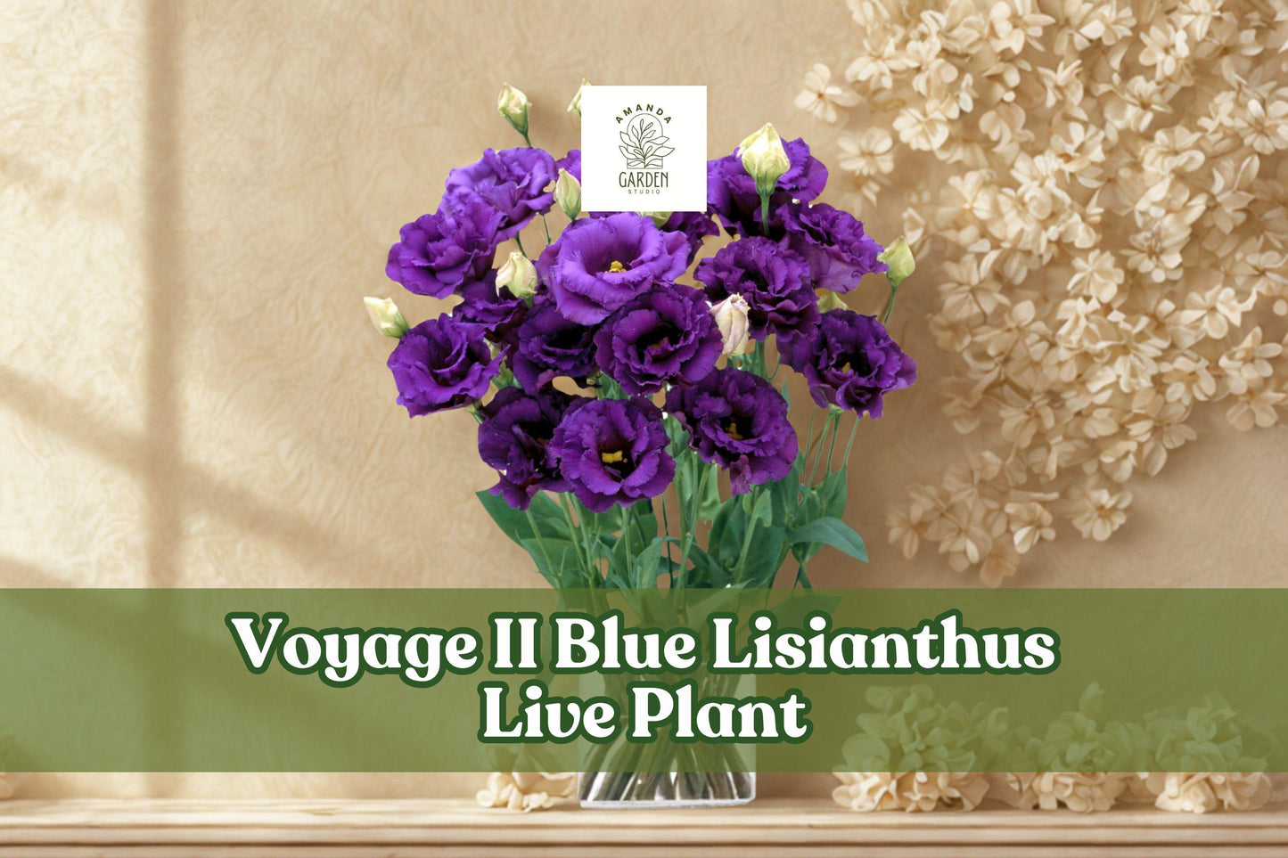 Voyage II Blue Lisianthus Live Plant | Eustoma grandiflorum Starter Plug for Containers & Gardens