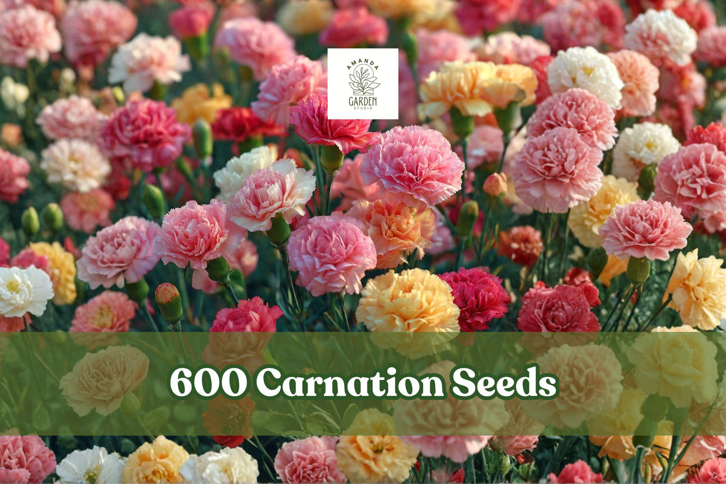 600 Carnation Seeds - Dianthus caryophyllus Double Bloom Mix Flower Seeds for Garden, Borders & Cut Flowers